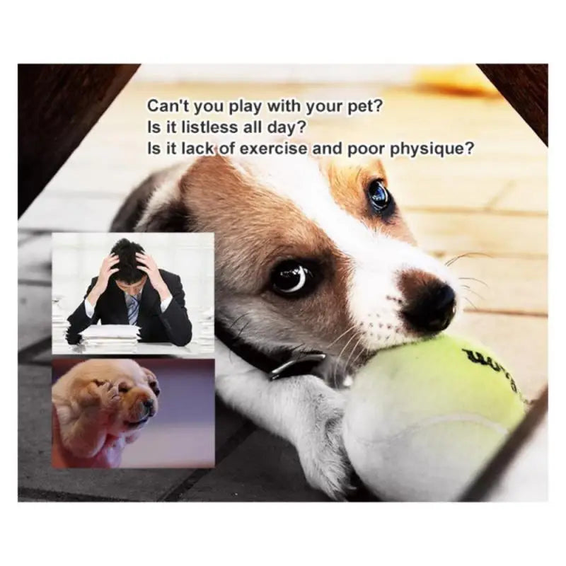 Interactive Tennis Ball Toy for Dogs